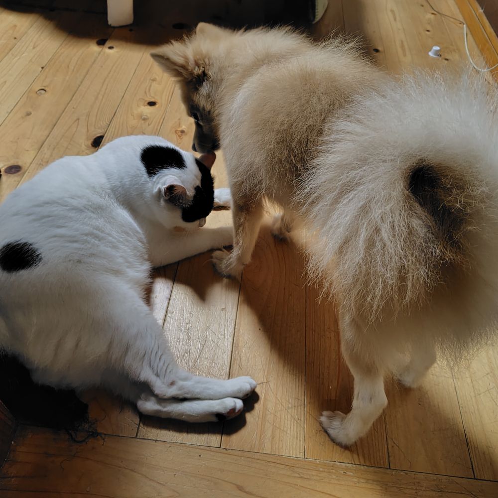 長男坊に付きまとう犬