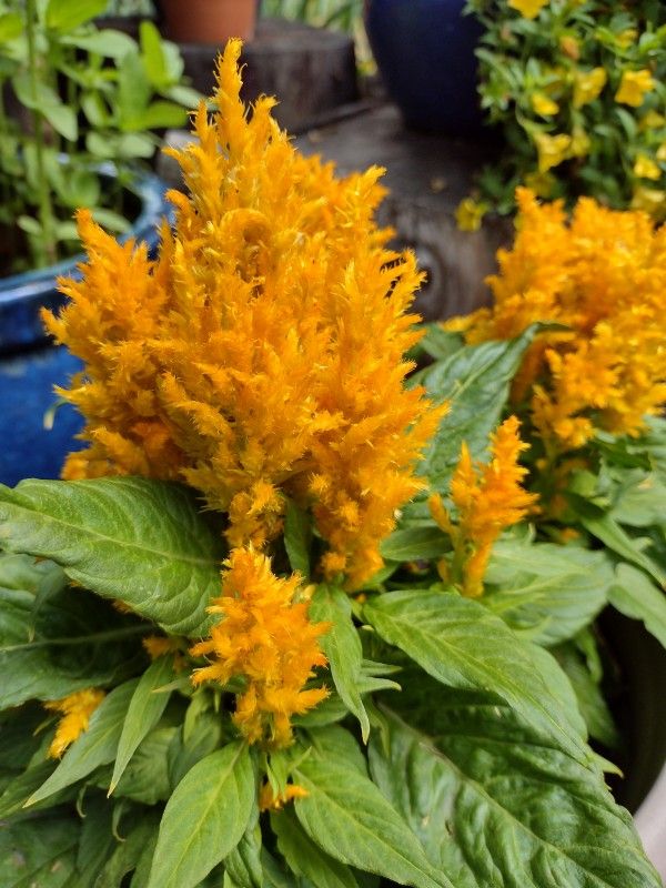 Orange celosia (Crested Cock's-comb).