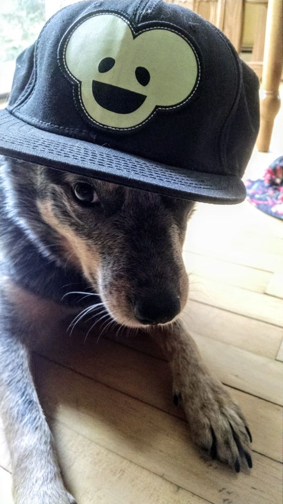 Blue heeler dog wearing a deadmau5 ball cap at a rakish angle
