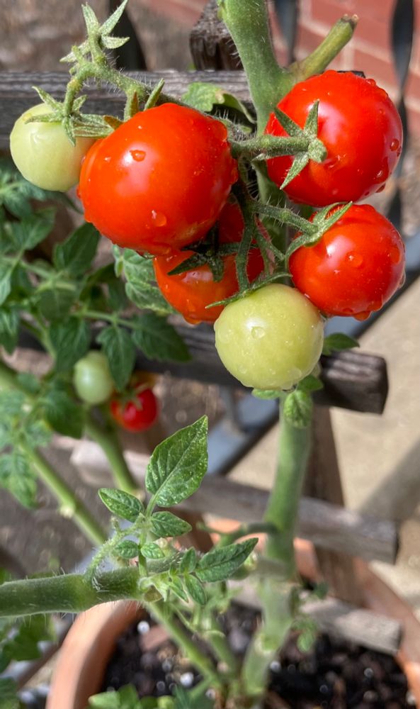 Tomatoes growing on the vine.