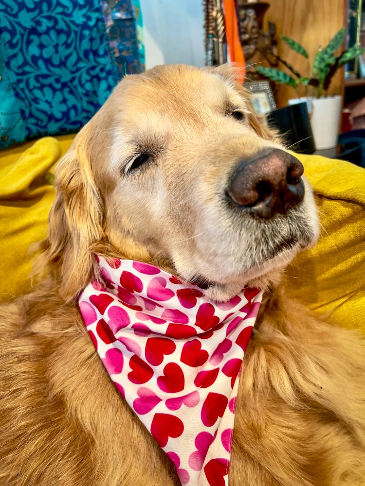 Golden retriever dog wearing a Valentine’s day bandana