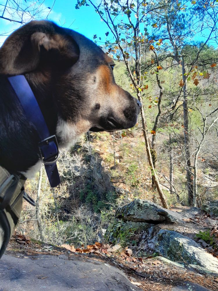 Dog relaxing on a hike