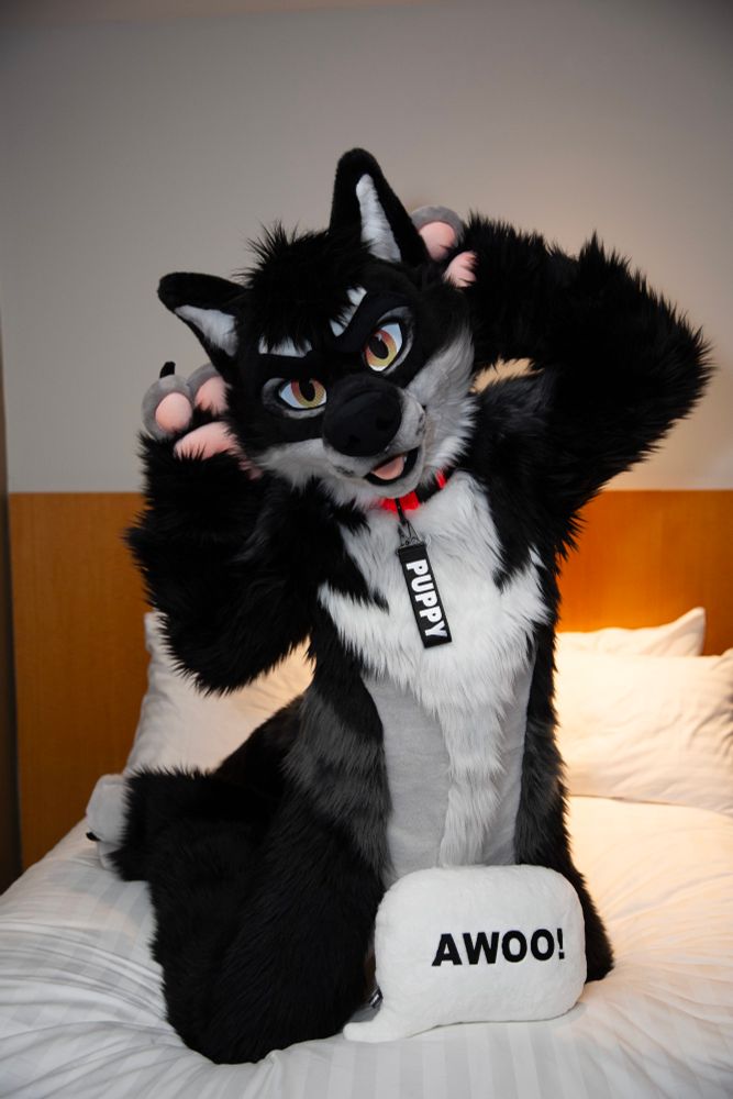 A wolfdog fursuiter sitting on a bed. The fursuit is black, grey, and white, with detailed features like large ears, striking yellow and red eyes, and pink paw pads. It wears a red collar with a tag that reads "PUPPY." In front of them is a white plush pillow with the text "AWOO!" written in bold letters. The setting is a hotel room.

