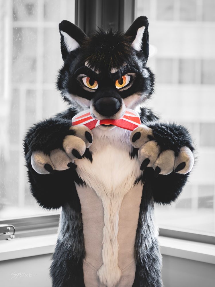A black, white and grey wolf-dog fursuiter stands indoors by a window. It features sharp orange-yellow eyes, a white muzzle and chest, and black paws with claws. He's holding a red and white plush bacon in his maw while playfully reaching both paws forward, as if ready to pounce.
