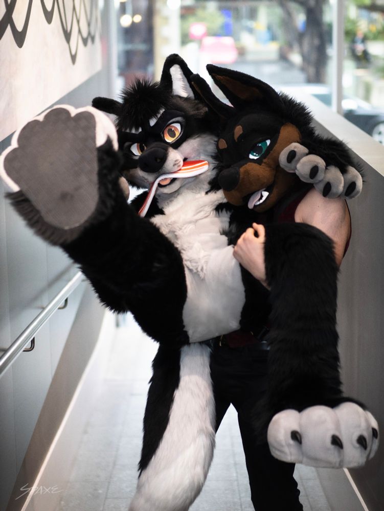 Two fursuiters pose playfully indoors. One, a black, grey and white wolfdog with bacon in its maw, is being lifted by the other—a strong black and brown German Shepherd with blue eyes. Their joyful interaction and expressive costumes stand out against the modern glass-and-metal backdrop.

