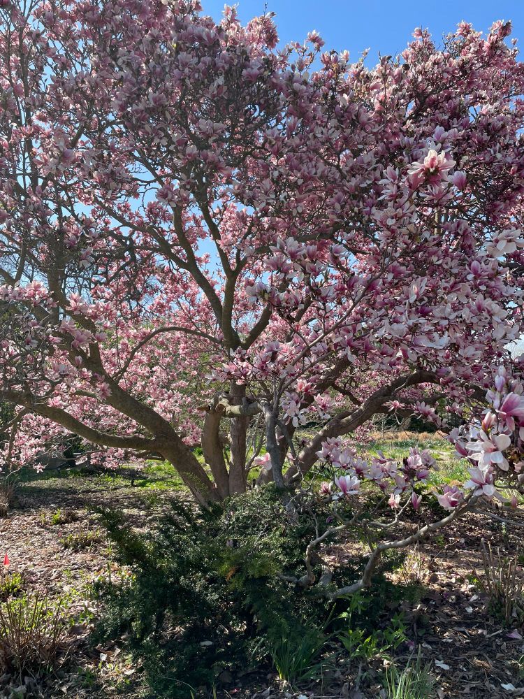 A magnolia tree full of pink flowers
