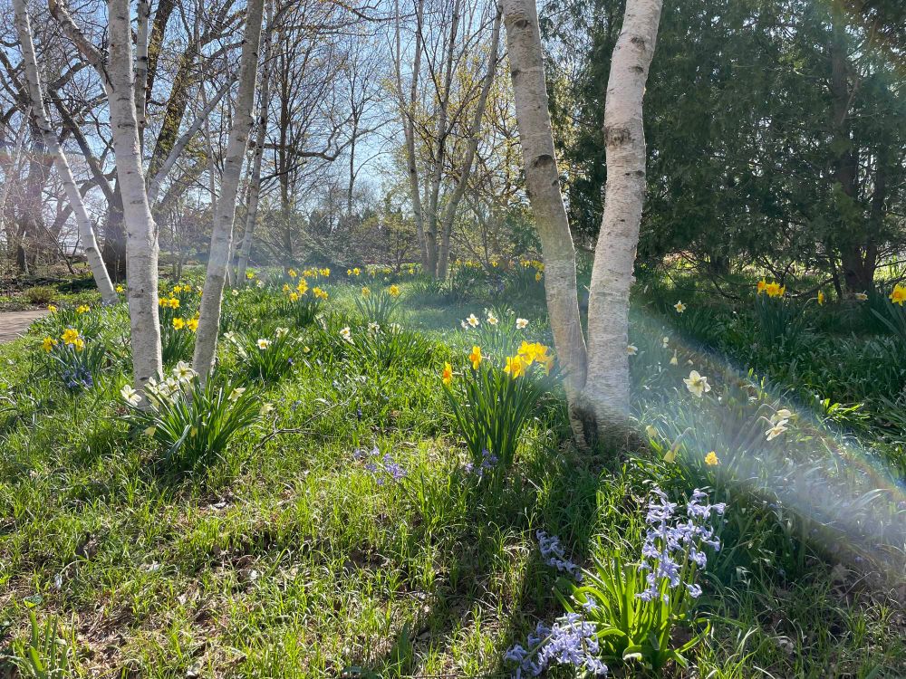 Yellow and white daffodils and purple flowers in the grass around two trees (maybe birch?)