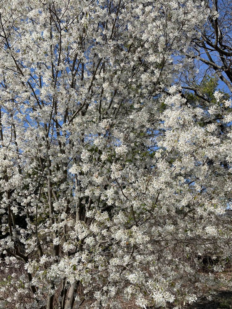 A plum tree full of white flowers 