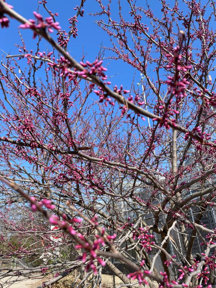 A redbud tree full of (yes) red buds