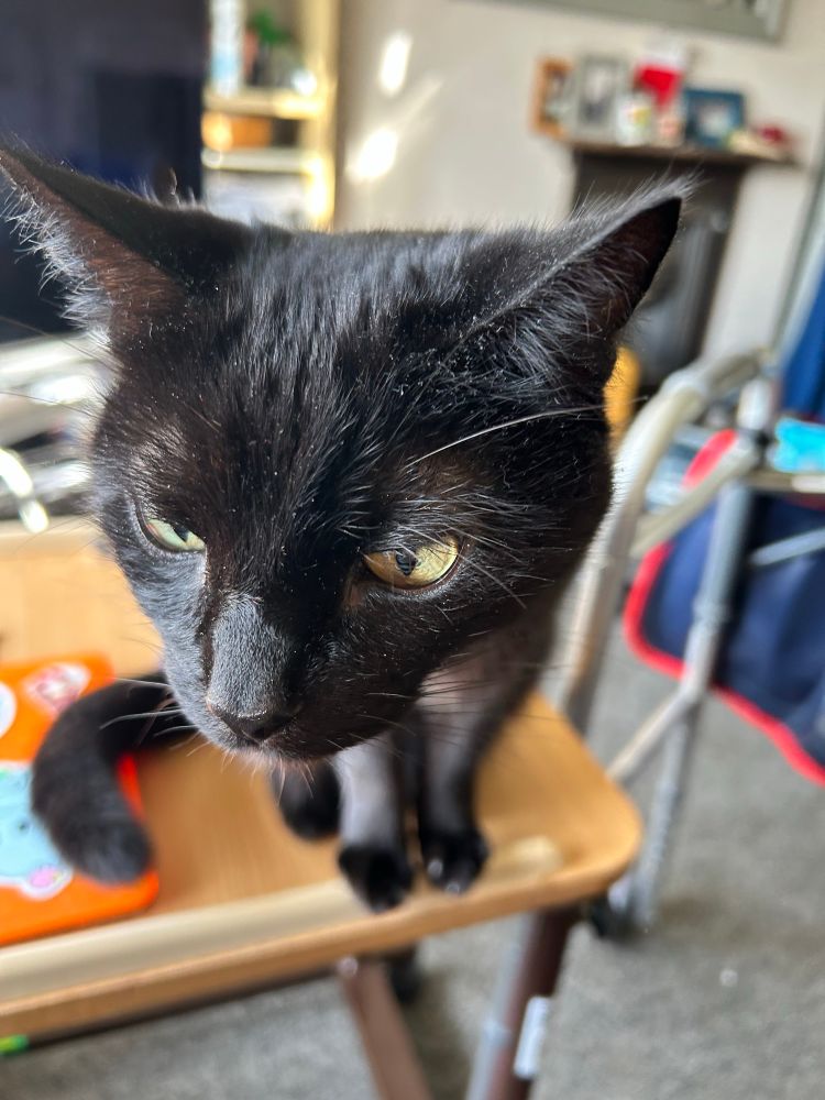 Black cat sitting on table, doing a sniff and looking perturbed