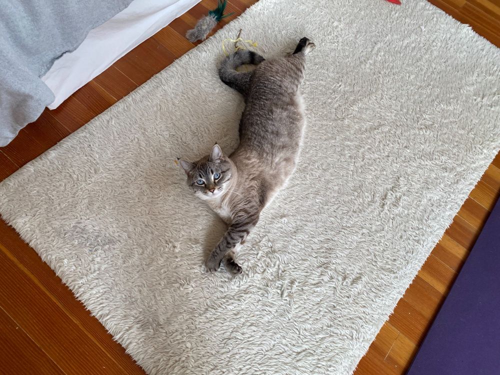 A lynxpoint tabby cat is laying on a fluffy white rug, stretched out with her front paws crossed and her tailed curled. She is so incredibly silly.