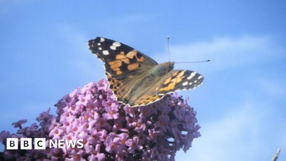 Trillions of high-flying migratory insects cross over UK