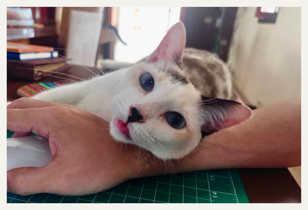 Foto de uma gata olhando pra câmera com a linguinha pra fora. Ela está deitada na mesa, com a cabeça encostada na minha mão enquanto tento mexer o mouse.