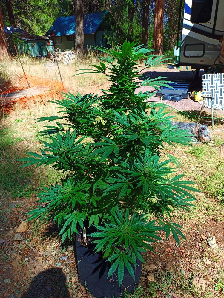 A female cannabis plant of the Oregon Cutthroat strain. Full plant photo. It's over six weeks into bloom and heavy with developing buds.