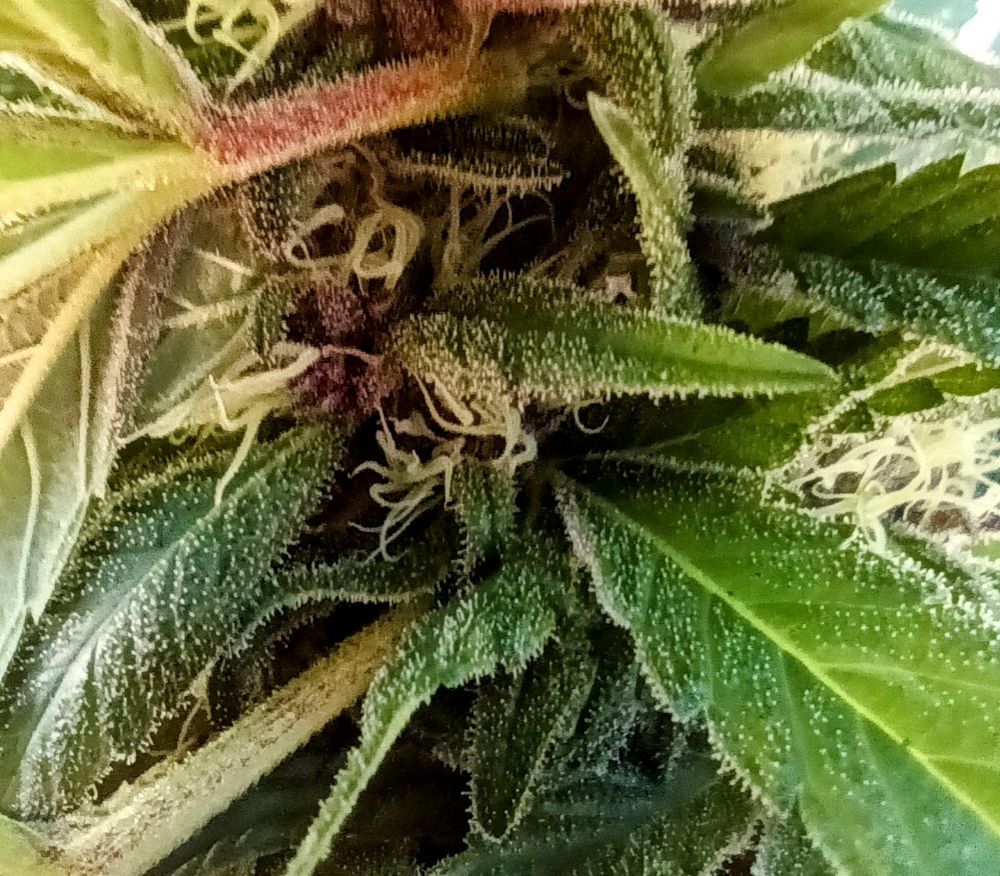 A macro photo of a cannabis flower, with curly white pistils and cloudy trichomes. The calyxes and leaf stems are purple.
