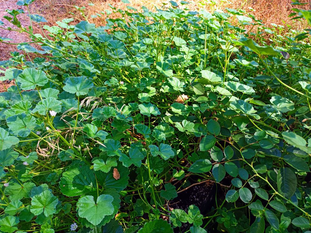 A dense tangle of strawberry, rose, and mallow plants. Small brown Sierra tree frogs can be seen if one looks closely in the right places.