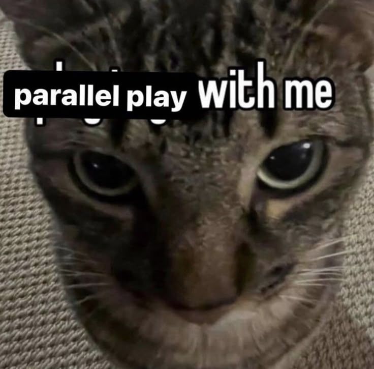 Cat looking up at the camera "parallel play with me"