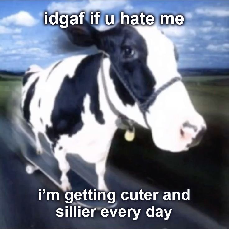 cow on a skateboard "idgaf if u hate me / i'm getting cuter and sillier every day"