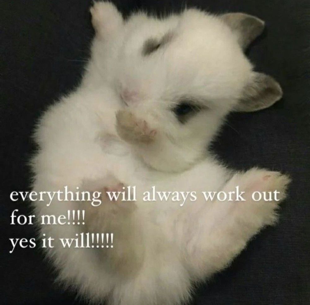 picture of white bunny "everything will always work out for me!!!! yes it will!!!!!"