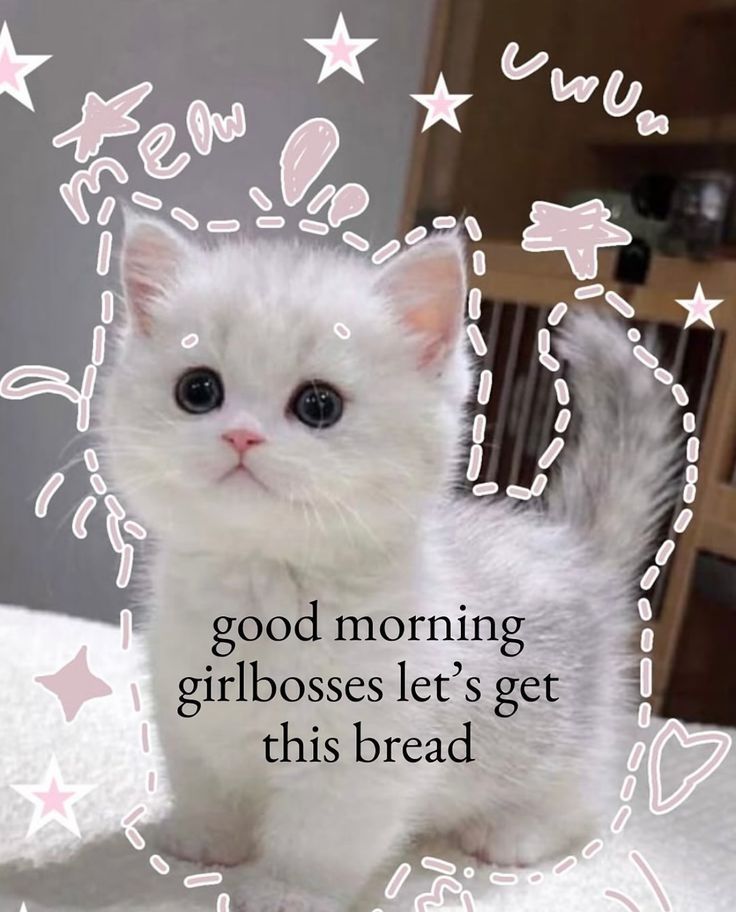 White kitten with pink doodles around her "good morning girlbosses let's get this bread"