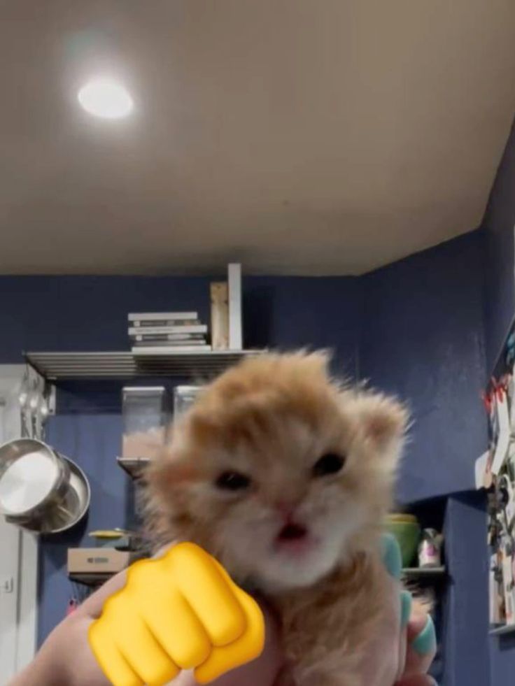 baby orange kitty with a fist emoji