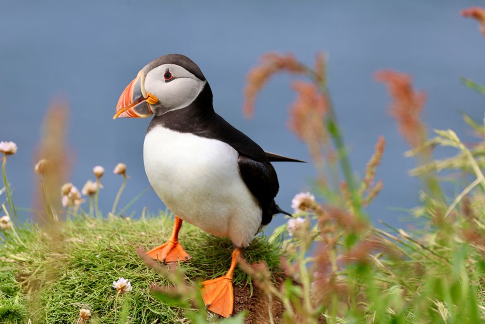 Papageitaucher auf einer Klippe, im Hintergrund Meer, im Vordergrund Pflanzen 