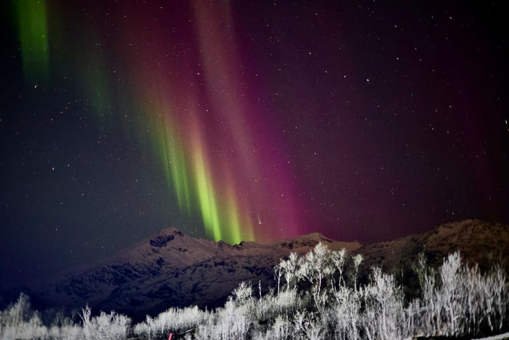Grün-Gelb-Pinke Nordlichter über einem schneebedeckten Berg, im Vordergrund weiß angeleuchtete Sträucher. 