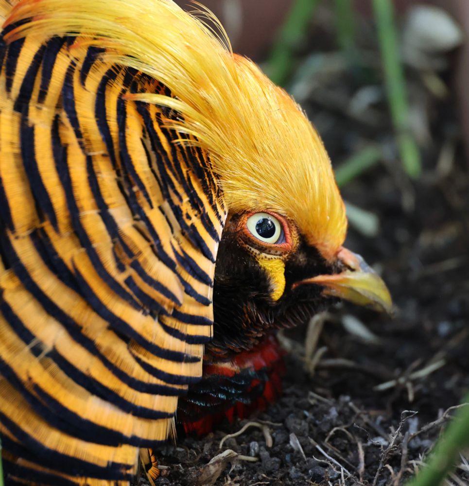 Close Up eines Goldfasans, das Gefieder ist hauptsächlich gelb und schwarz, auf dem Foto ist der Kopf im Profil, im Hintergrund sieht man etwas Erde und Gras.