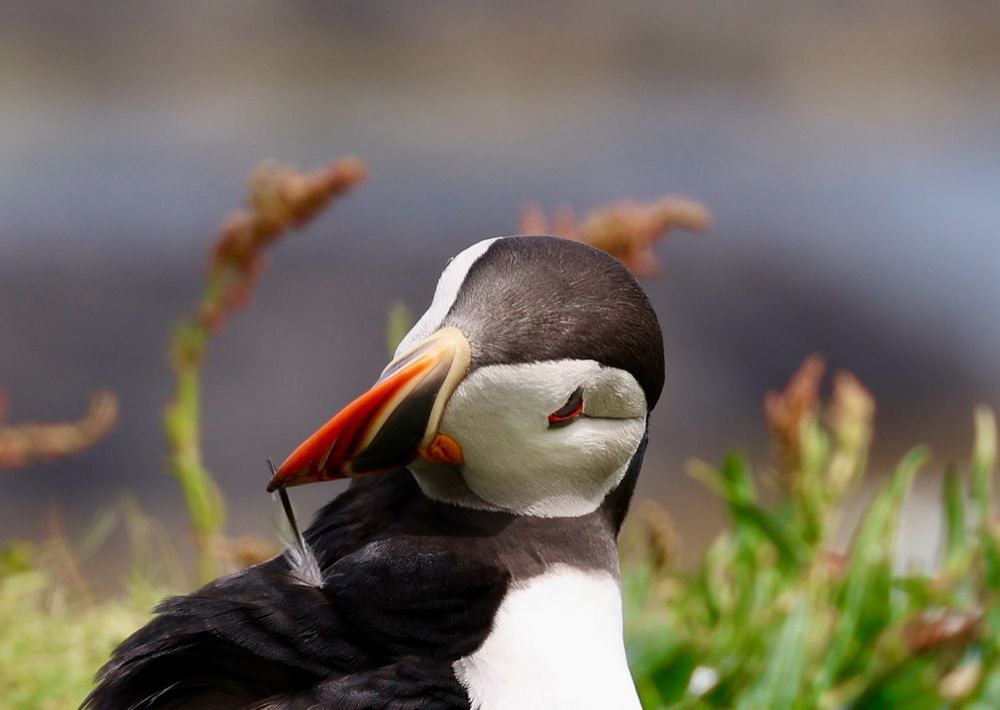 Close-Up eines Puffins, der sich eine kleine Feder beim putzen aus dem Gefieder zieht. 