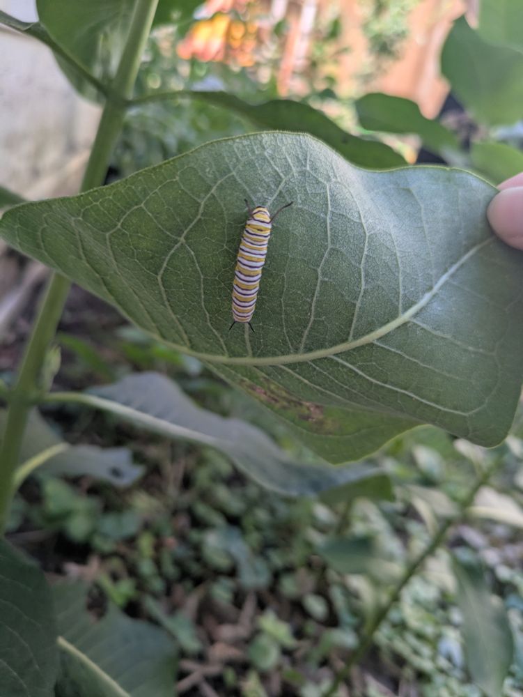A black, white and yellow striped monarch caterpillar on a milkweed leaf