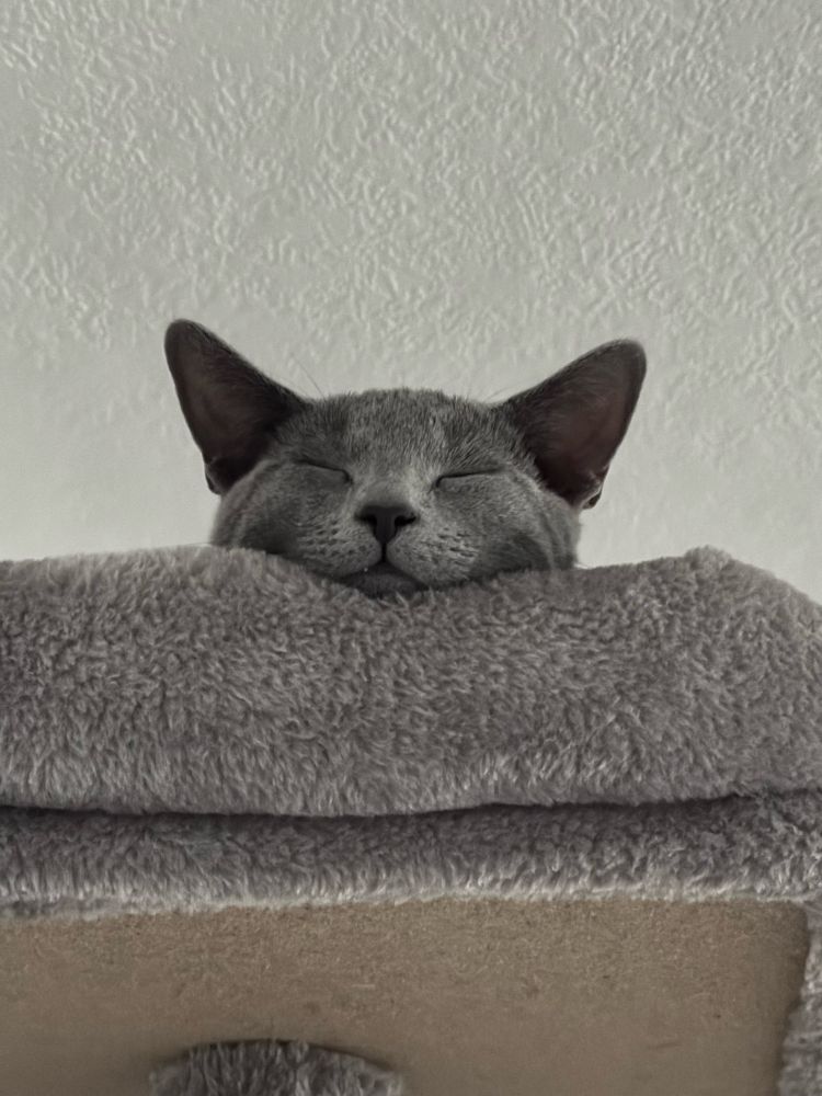 Sleeping cats face resting on cat tree