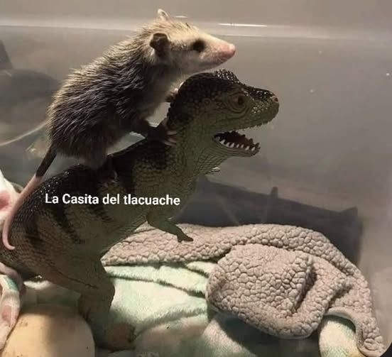 A photo posted by Facebook Page "La Casita del Tlacuache" which is an association that rescues and rehabilitates wildlife for re release into the wild. It shows a baby opossum climbing on a plastic toy t-rex 
