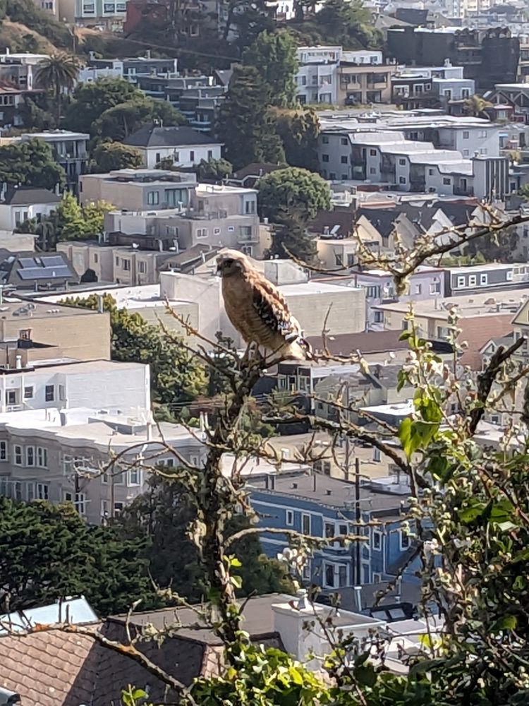 A photo of a young red-tailed hawk perching on a vertical leafless branch. In the background is a mosaic of buildings in the Castro, San Francisco. 