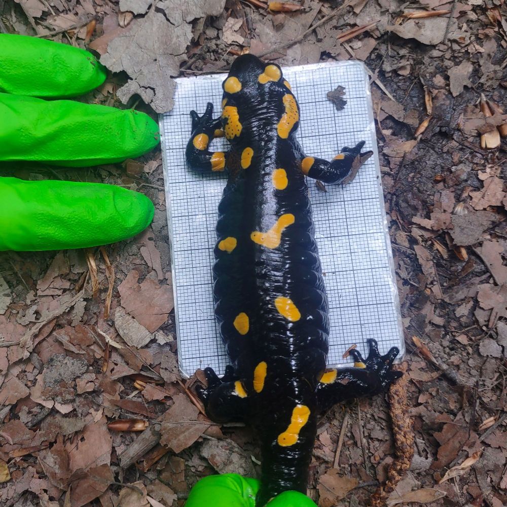 A female fire salamander during the sampling. 
Credit: Marie-Therese Fischer/CeMESS