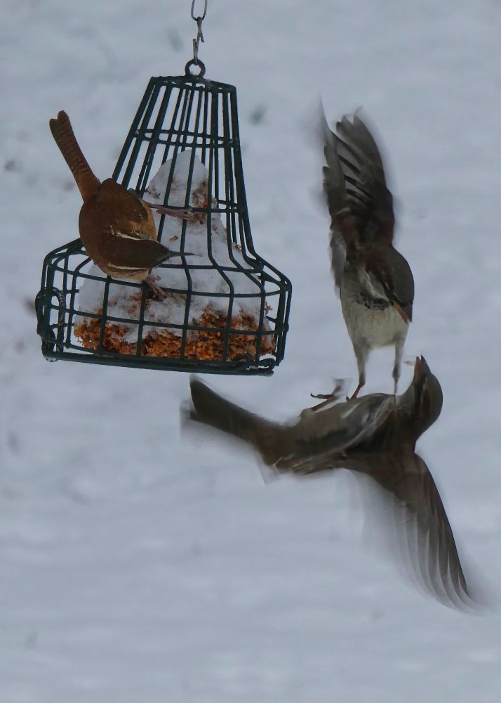 Sparrows fighting over the feeder as a Carolina wren looks on.