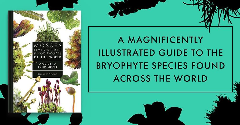 A magnificently illustrated guide to the bryophyte species found across the world
