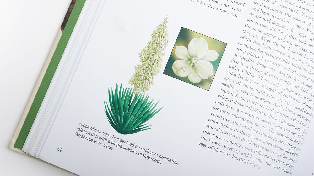 Page inside The Princeton Field Guide to Mesozoic Plants