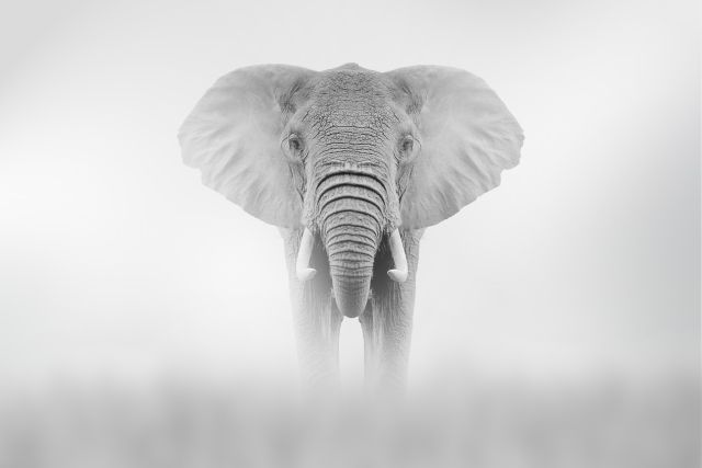 Photograph of an elephant. In this edition of Ideas learn about a new study which has uncovered the mysterious burial of elephant calves in Indian tea plantations, raising the question: could elephant graveyards be real after all? In her latest essay, philosopher Susana Monsó explores what these findings reveal about elephants’ remarkable understanding of death.