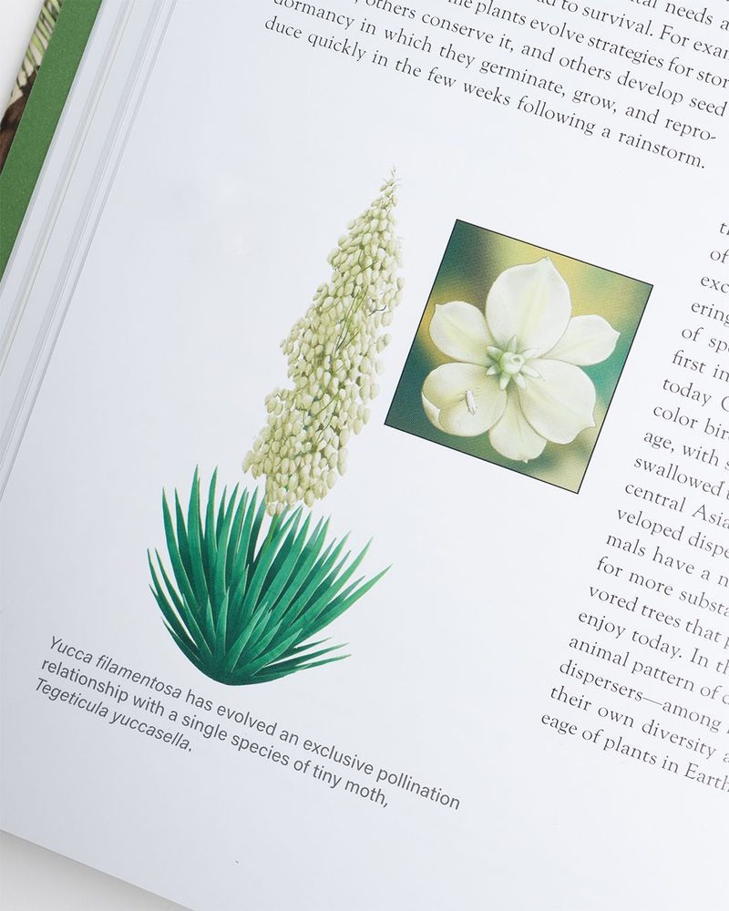 Page inside The Princeton Field Guide to Mesozoic Plants by Nan Crystal Arens.