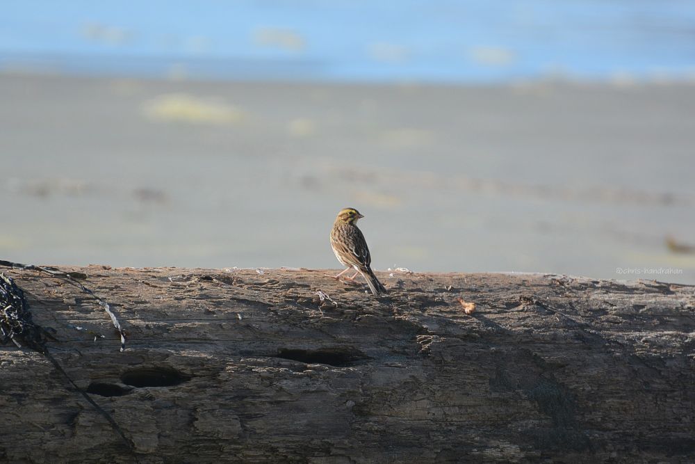 Beach (2017)
Vancouver Island
Image of a small bird on an old beach log and blurred ocean background.
#Birds #Nature #Photography #NaturePhotography #Beach #Ocean #Island