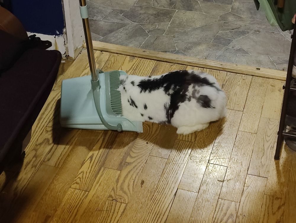 A black and white bunny with her head shoved in a teal green dust pan trying to eat something she shouldn't