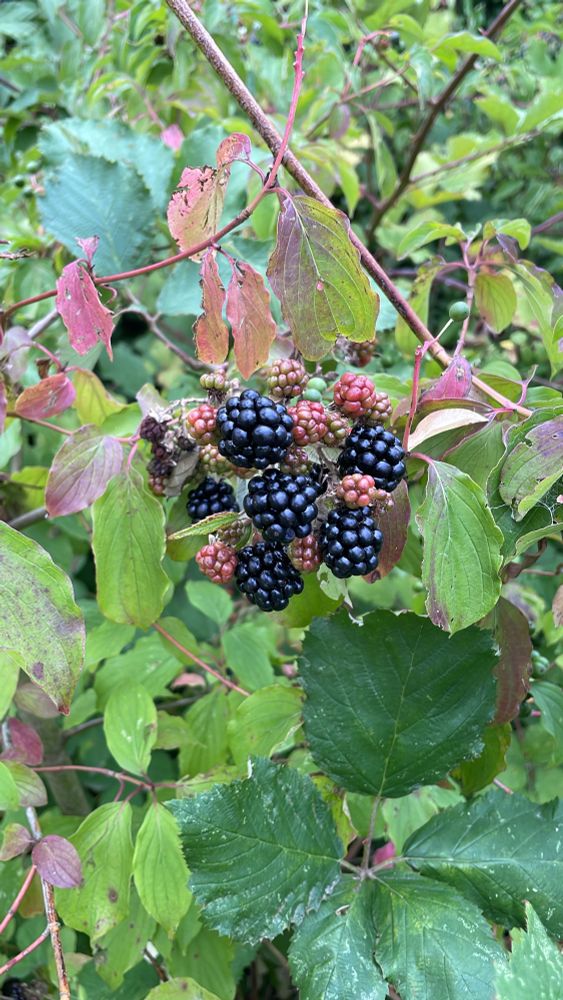 Eine Ranke schöner, praller, reifer Brombeeren in natürlicher Umgebung.