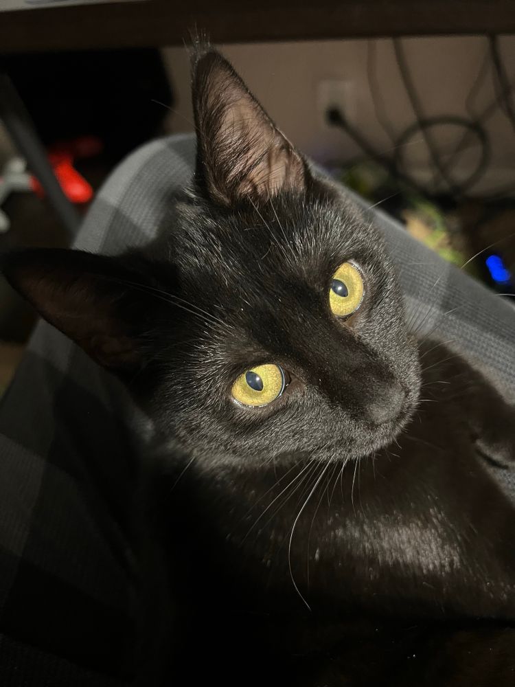 My cat Pinky (stylized with a star glyph for flair) sitting on my lap while I’m at my desk
