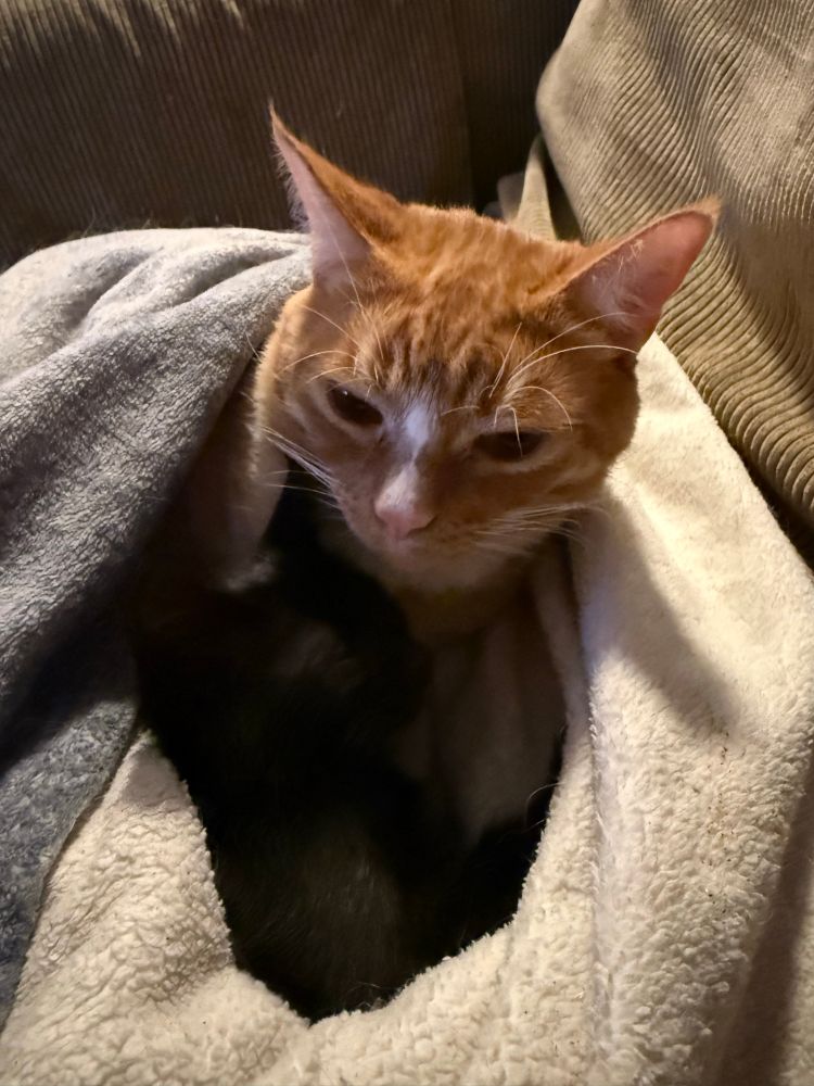 The orange cat, still wrapped in the blanket, has allowed the black kitten to join him in the blanket. 