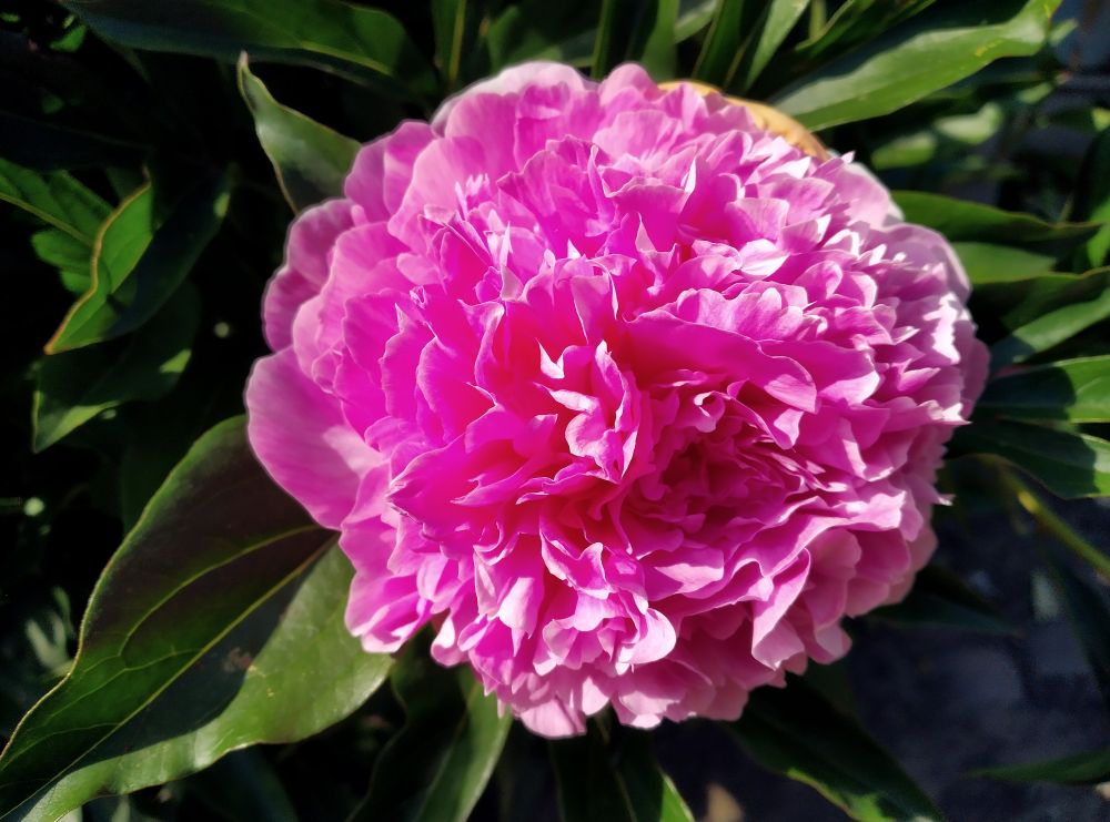 Close-up view of pink peony flower