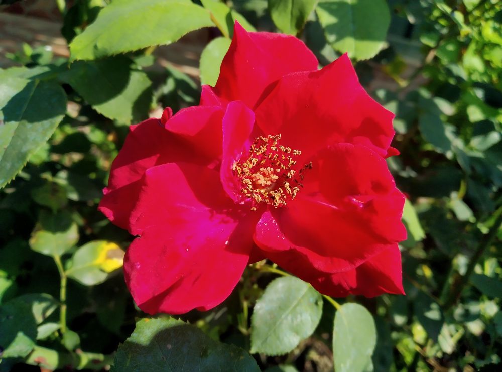 Closeup view of red rose flower