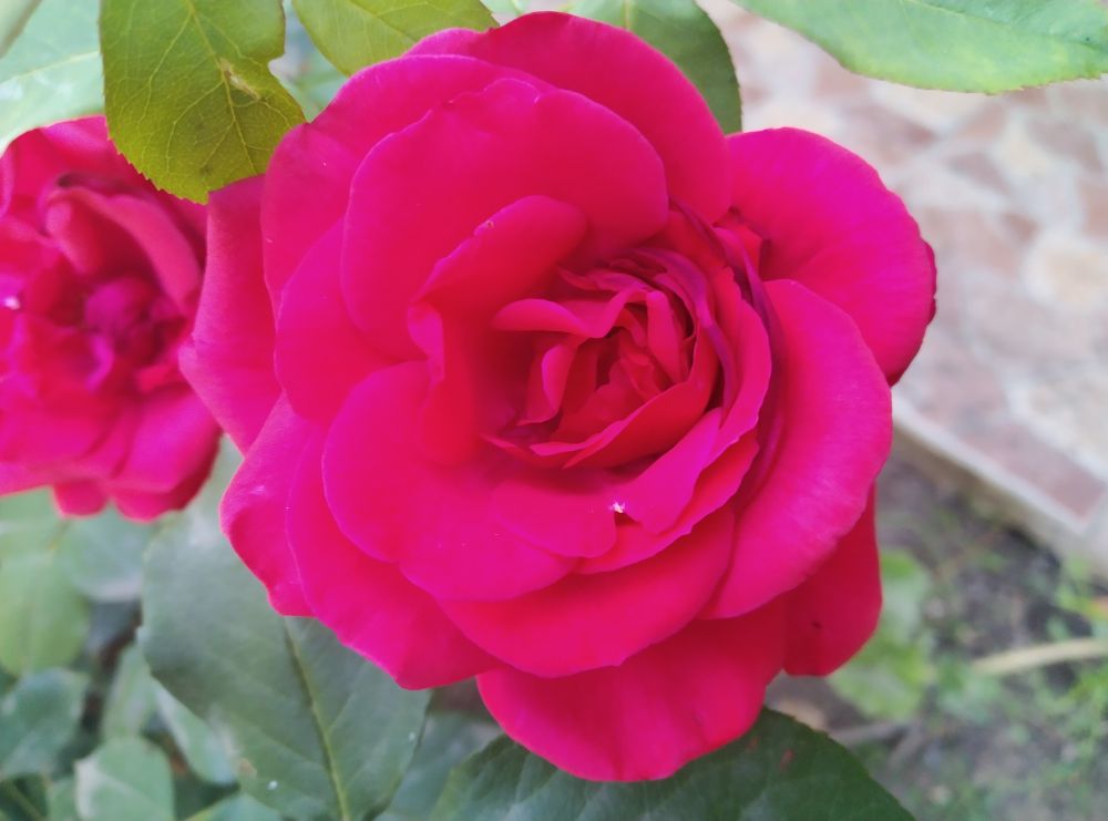 Closeup of red rose flower
