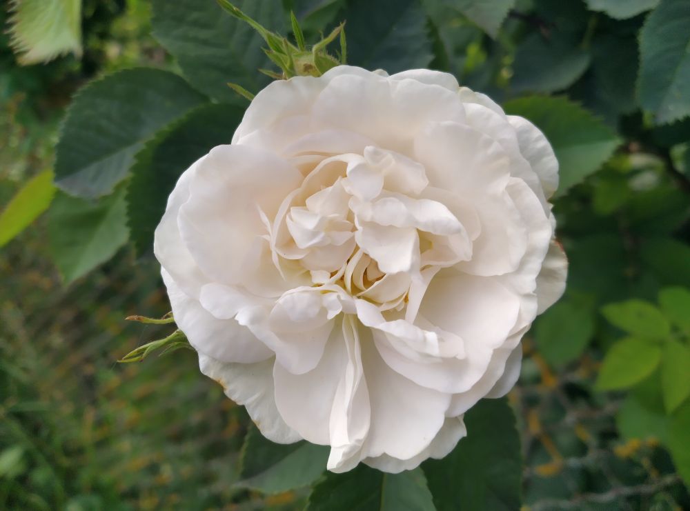 Close-up of white rose flower
