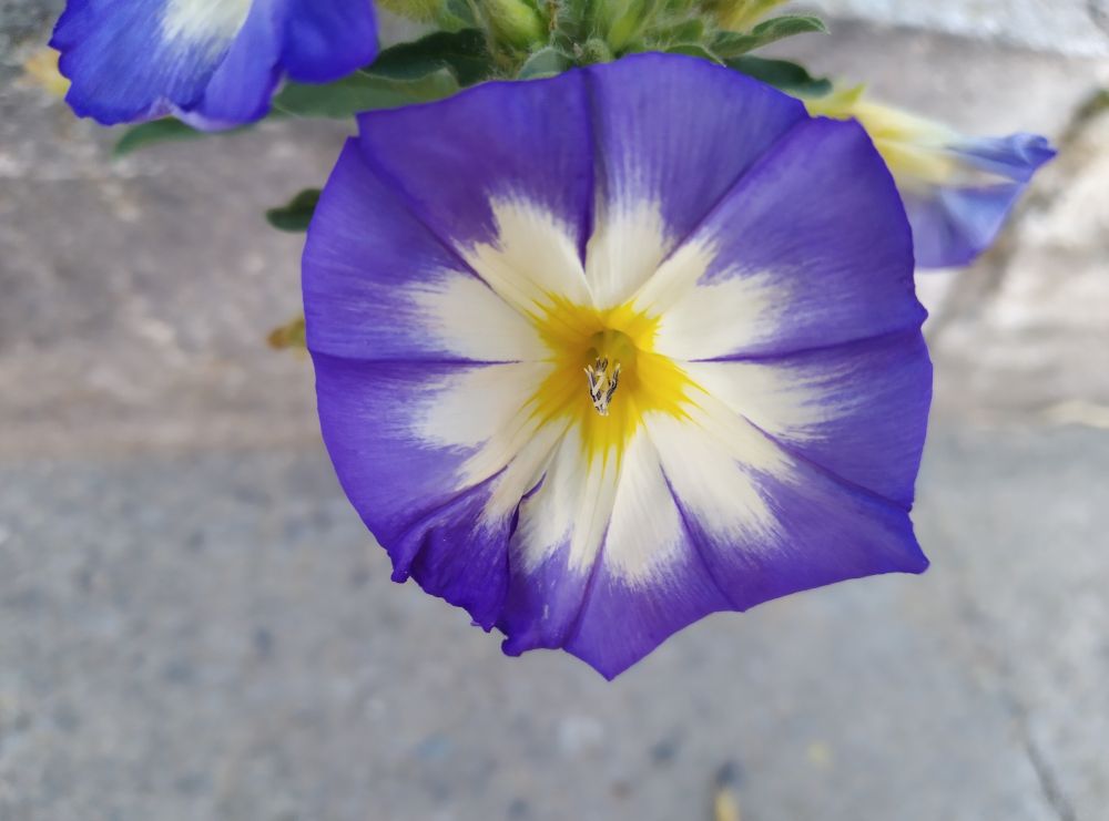 Closeup of Dwarf Morning Glory flower. the flower is colored blue on the edge, yellow in the center and white in between 