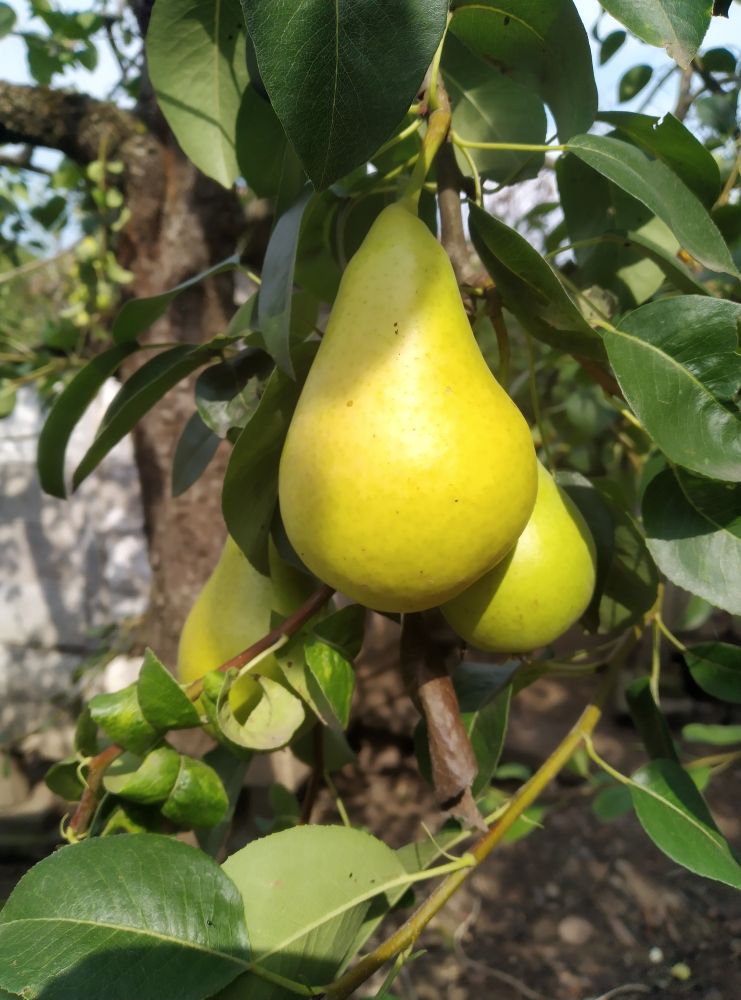 Three yellow and green pears hanging from a branch surrounded by green leaves